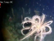 Clip Eva - Huệ biển quý hiếm ở Nam Cực bơi lội tìm thức ăn