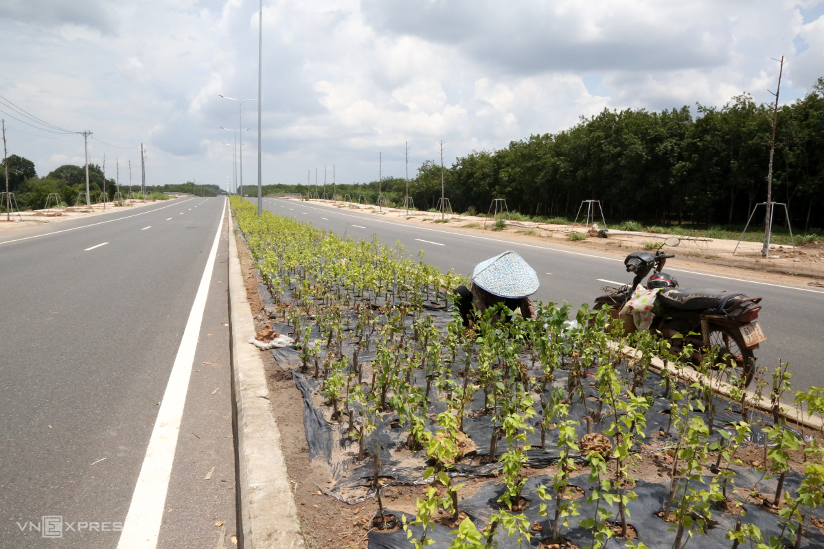 Dải phân cách giữa hai chiều được thiết kế trồng hoa giấy tạo mỹ quan cho toàn tuyến.