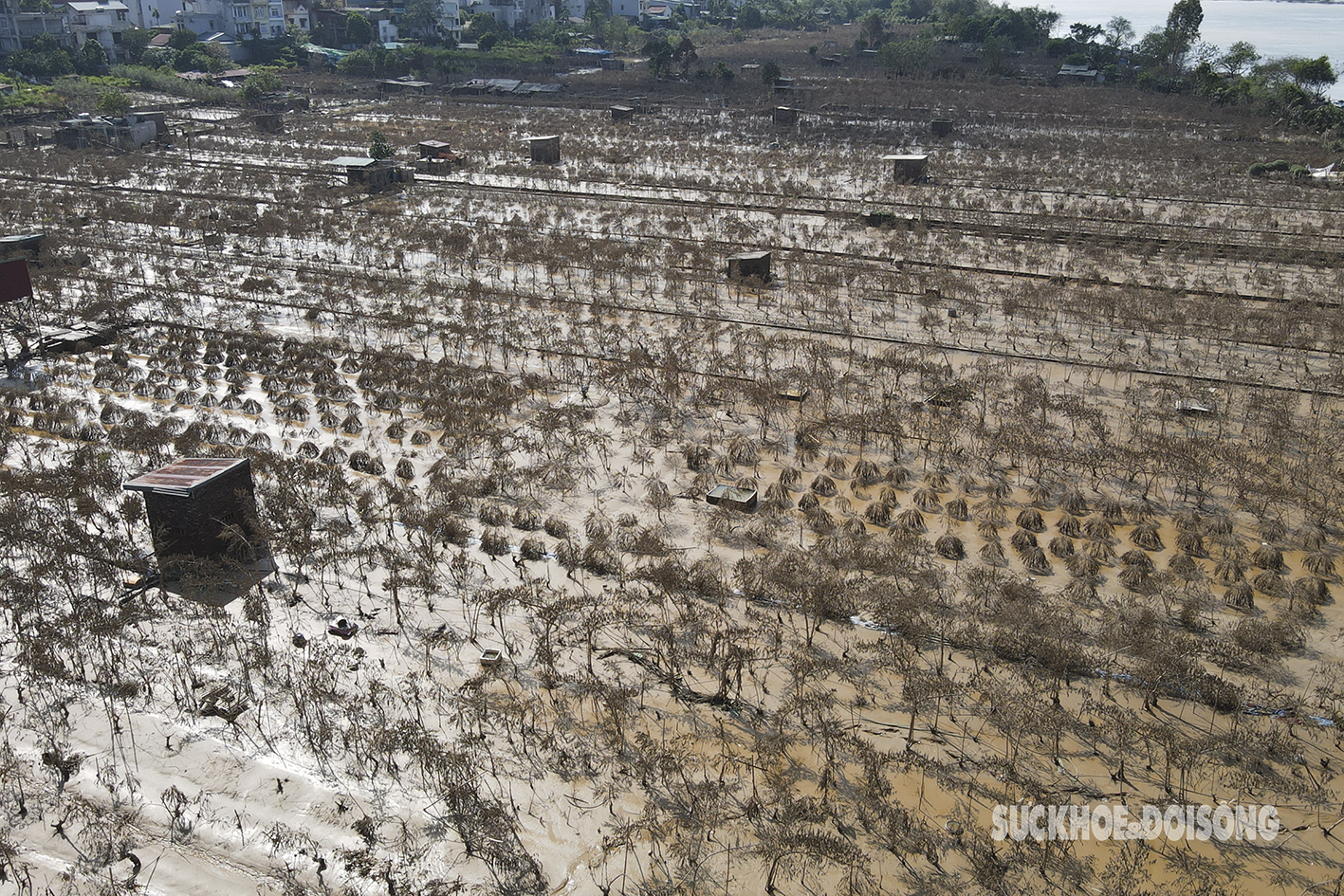 Hiện nay, nhiều hecta trồng đào Tết trên địa bàn phường Nhật Tân, Phú Thượng (quận Tây Hồ, Hà Nội) đã bị xóa sổ sau khi nước rút.