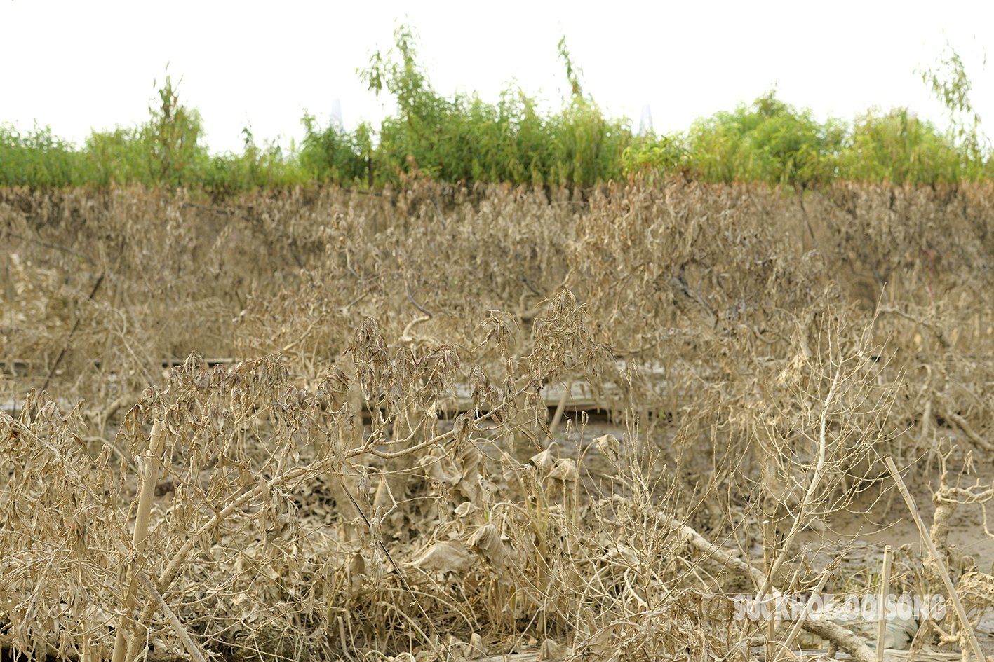 img src/upload/3-2024/images/2024-09-17/1726558112-hang-nghin-cay-dao-tet-chi-con-la-bun-dat-sau-tran-lu-lich-su-3-42482-width1417height946.jpg width660 /
