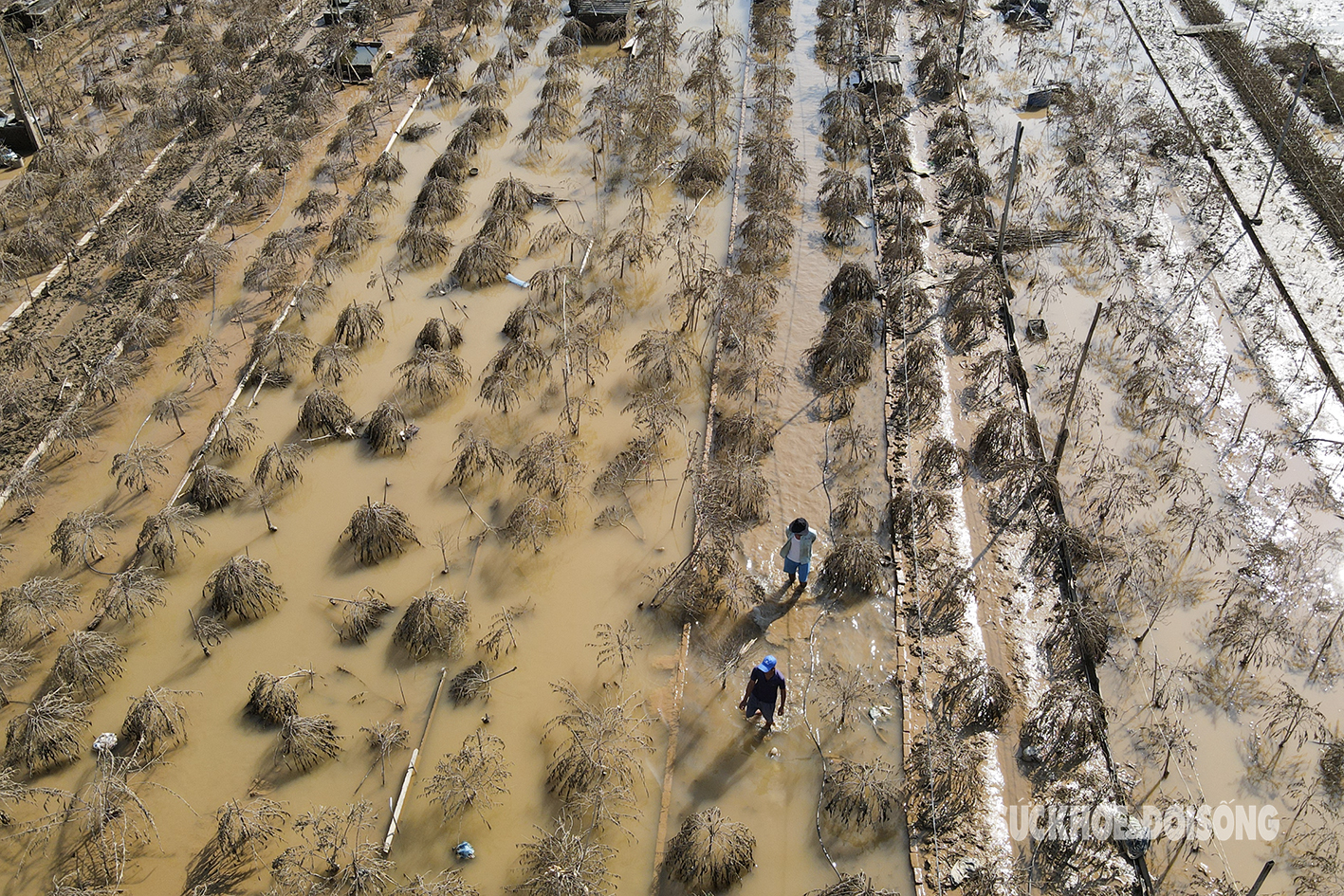 Theo chính quyền địa phương, diện tích thiệt hại ước tính khoảng 105 ha với hàng chục ngàn gốc đào (Nhật Tân và Phú Thượng) đã chết.