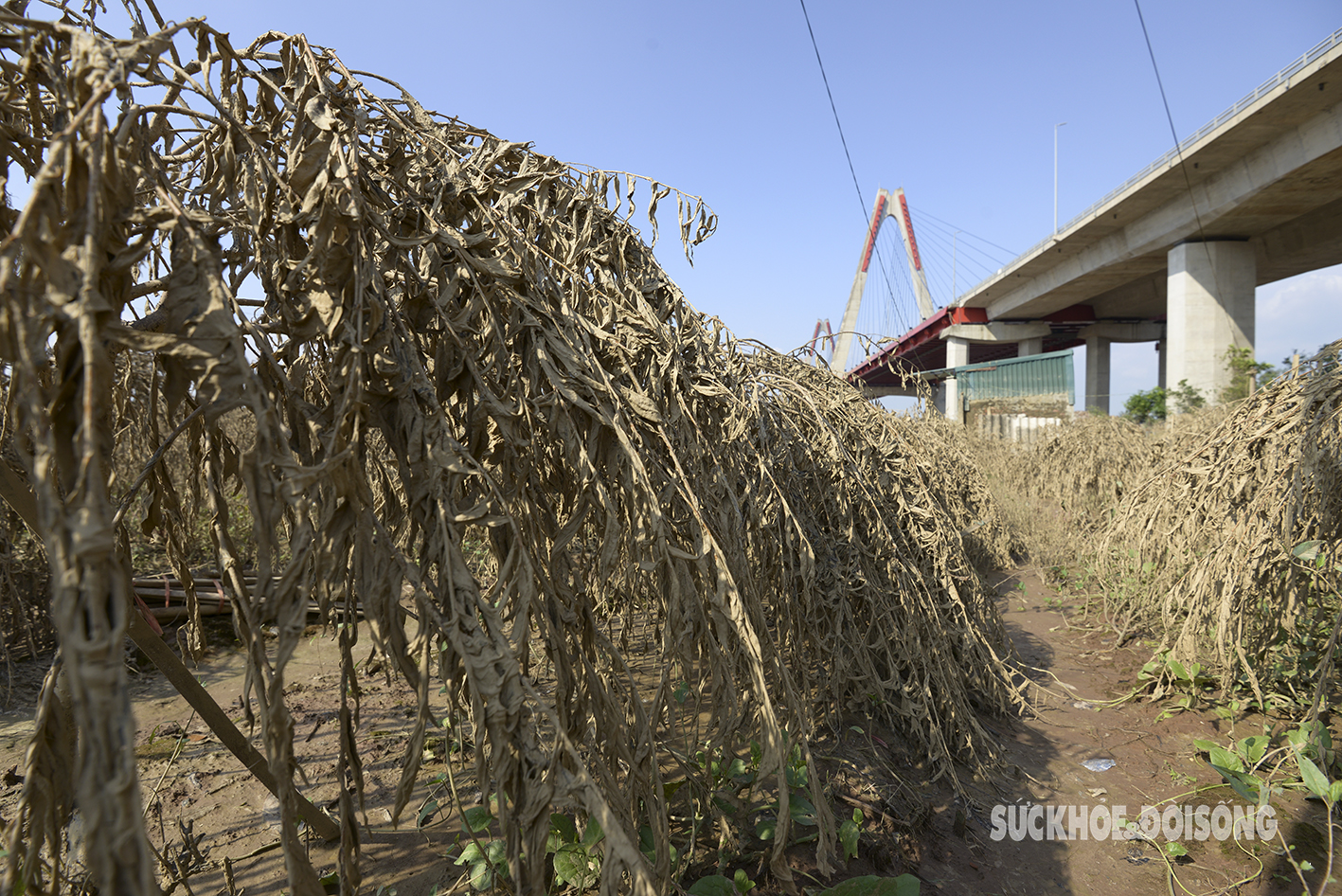 Nước rút, đào phơi nắng héo úa.