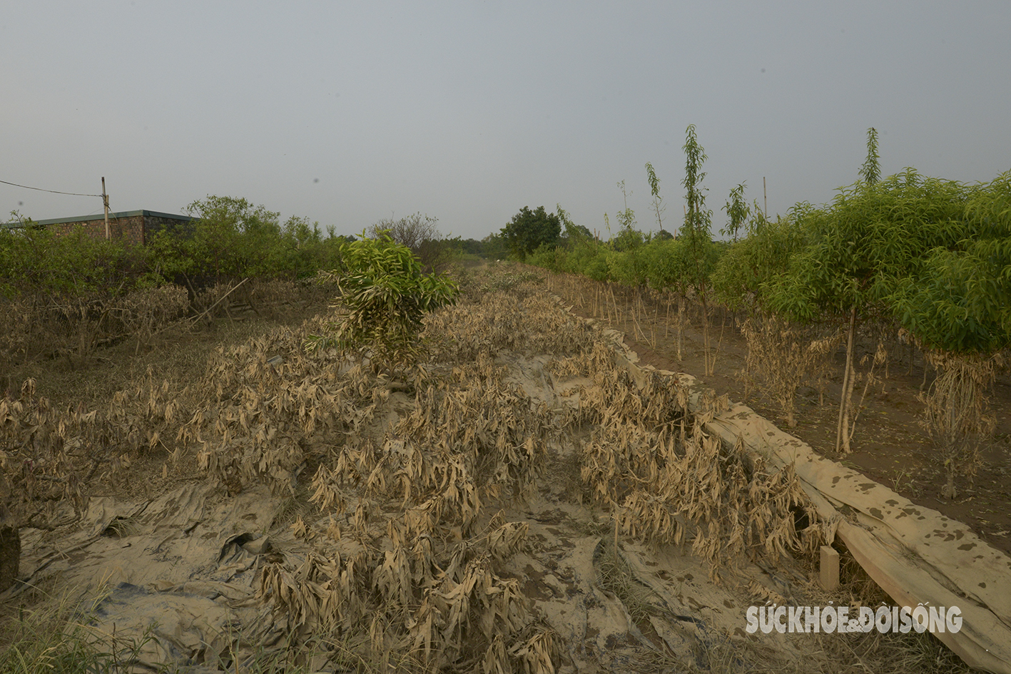 Người dân dự báo, đào Tết năm nay sẽ rất đắt đỏ bởi nhiều vườn đào đã bị xóa sổ do lũ nhấn chìm.