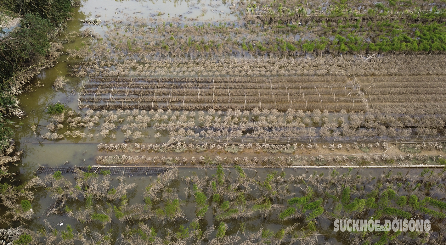 Với những người nông dân, việc đào chết cũng đồng nghĩa với việc thất thu và mất Tết...