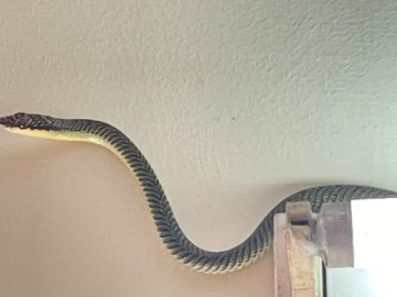 Rắn, côn trùng lạ vào nhà sau mưa lũ, phải xử lý thế nào?