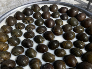 Lạ miệng món ốc ngửi khói bếp ở miền Tây, 'vỗ béo' bằng sữa tươi và trứng gà