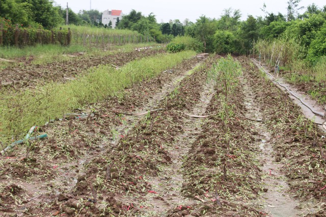 Sau nhiều ngày bị ngập, các cây đào có biểu hiện thối rễ, héo lá và chết dần; nắng lên, đào thối bốc mùi tanh nồng.