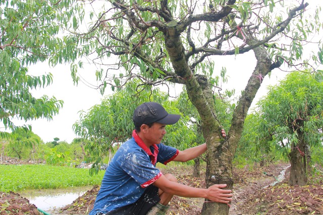 Theo vị chủ nhà vườn này, gia đình anh canh tác hơn 1 mẫu đào, với số lượng lên đến hơn 2.000 cây, phục vụ thị trường Tết. Trong đó, chủ yếu đào nuôi gốc bán cành, còn lại đào từng gốc to sẽ cho thuê, không bán. Qua thống kê, vườn đào nhà Mạnh có khoảng 1.000 cây gần 3 năm tuổi đã chết, không thể phục hồi lại được. Số đào còn lại cũng đang sống trong tình trạng ngắc ngoải chưa rõ sống chết ra sao, vì vậy số lượng đào chết vẫn tiếp tục tăng.