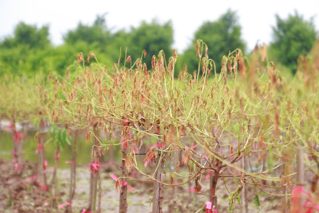 Tương tự, nhiều chủ nhà vườn ở nơi đây cũng bị ảnh hưởng do ngập nhiều ngày. Với kinh nghiệm trồng đào lâu năm, các chủ nhà vườn nơi đây chia sẻ thêm, nếu đào bị ngập úng từ 1 - 2 ngày thì còn có cơ hội khắc phục, chứ ngập nhiều ngày liên tiếp đào sẽ thối rễ và chết, kể cả cây năm cũng không ngoại lệ. Hiện, những cây đào trong các nhà vườn đang đổi màu lá và rụng đầy dưới gốc.
