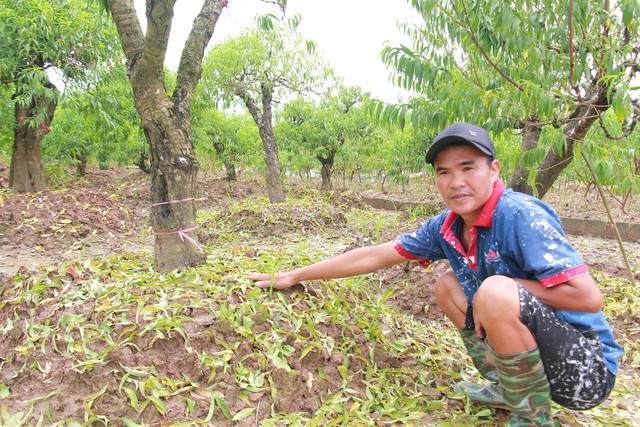 Những ngày sau, trời tạnh mưa, nước rút, để lộ ra lớp bùn nhão nhoét, phủ kín các gốc đào. Nhiều gốc đào của nhà tôi đã và đang có dấu hiệu chết - anh Mạnh cho hay.