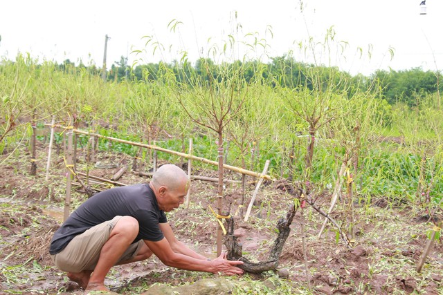 Trao đổi với PV, ông Nguyễn Văn Liên (xóm Tiền Phong 2, xã Nam Điền, huyện Nam Trực, tỉnh Nam Định) cho biết, do mưa lũ kéo dài, toàn bộ vườn đào Tết ở xóm này đều bị ảnh hưởng. Vườn nào ngập úng nhẹ thì thiệt hại khoảng 50%, còn vườn nào ngập úng nặng thì thiệt hại trên 80%, thậm chí có nhà vườn thiệt hại 100%.