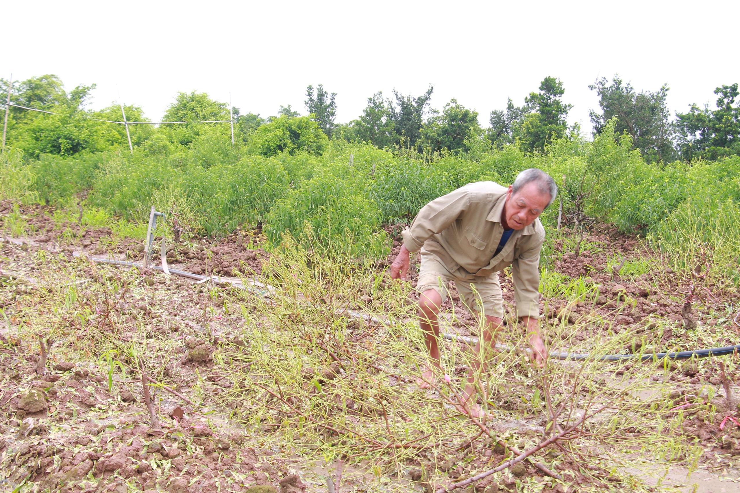 Làng đào amp;#34;nổi tiếngamp;#34; ở Nam Định có nguy cơ amp;#34;lỡamp;#34; Tết Nguyên đán do bị ngập úng nhiều ngày - 9
