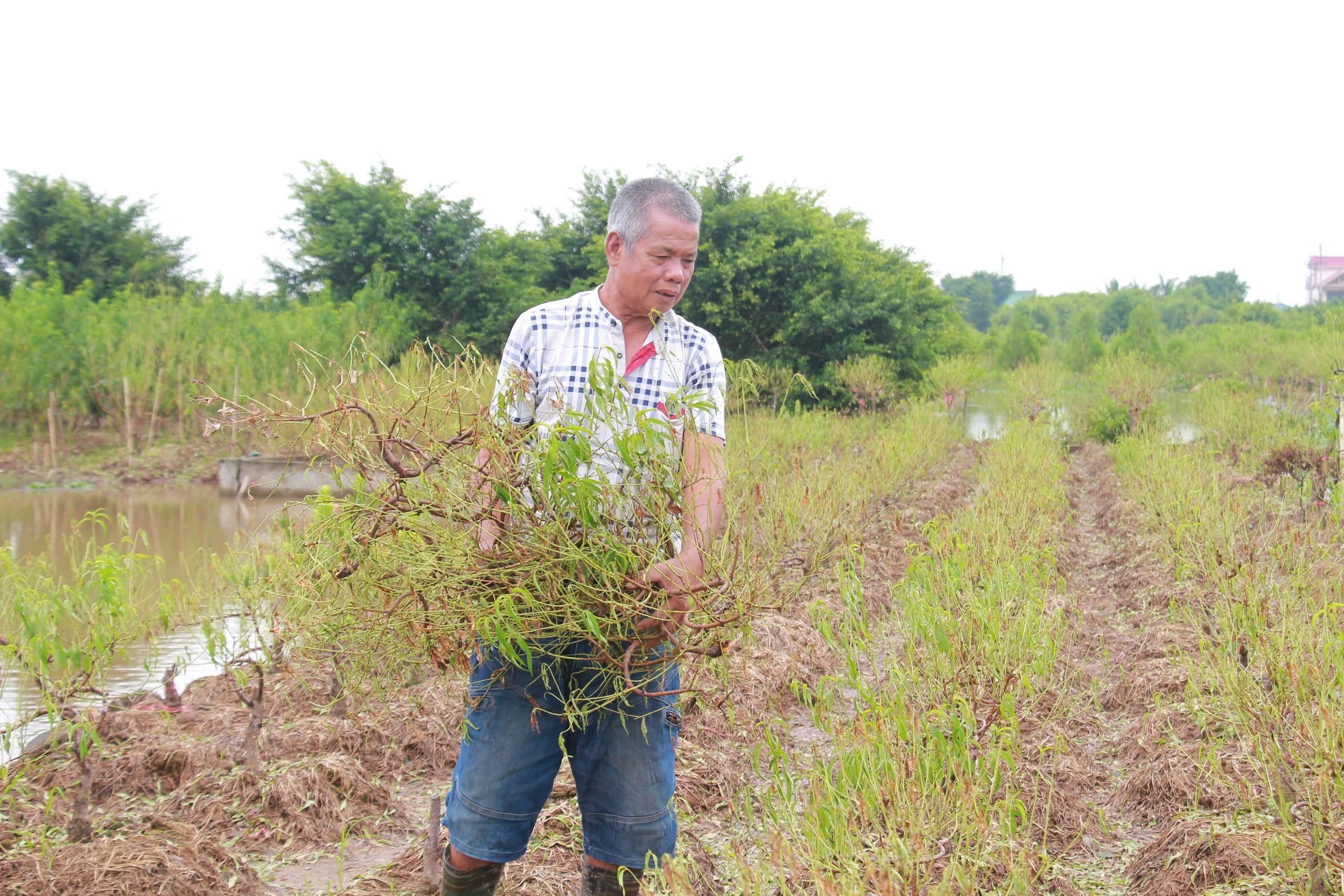 Nhiều cây đào không còn sự sống, nhiều chủ vườn đã tiến hành chặt, bẻ cành, bỏ gốc chết, rồi thu dọn lại vườn tược.