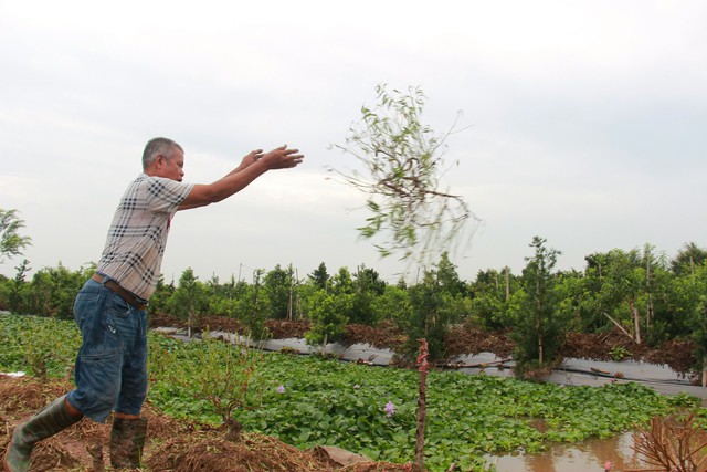 Theo những người trồng đào nơi đây, do diện tích đào thương phẩm, đào giống bị chết nhiều nên sẽ phải mất thời gian rất dài mới khôi phục lại được những vườn đào tiền tỷ.