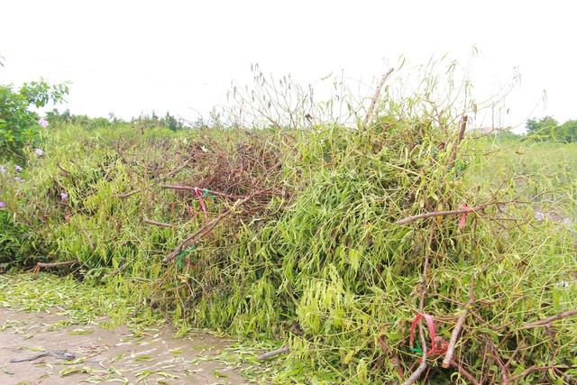 Nhiều cây đào không còn sự sống đã bị chặt và gom để một bên nhìn mà xót xa.