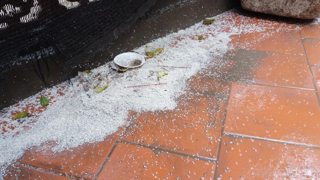 Khȏng nên rải gạo và muṓi trong khu vực nhà ở, sȃn vườn của gia ᵭình. Nên rải vào ven tường, gṓc cȃy ngoài ᵭịa phận nhà mình. Ảnh internet.