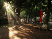 Eva tám - Người Hà Nội và những cái cây