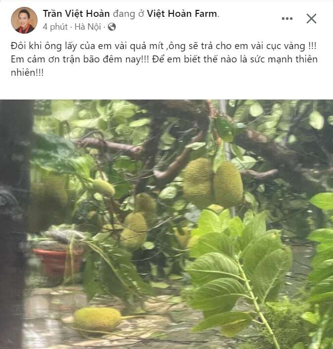 Quang cảnh vườn mít gãy đổ trong cơ ngơi của Việt Hoàn.