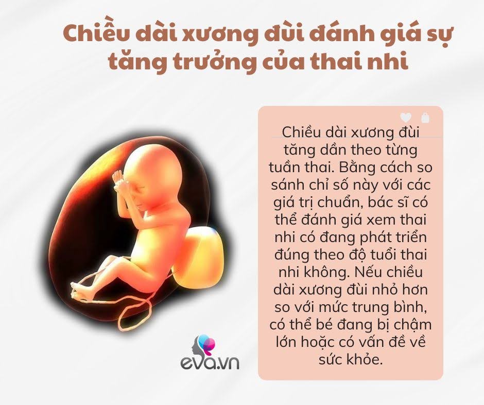 Chân con có dài như siêu mẫu hay không, mẹ cần biết rõ 4 yếu tố ảnh hưởng đến chiều dài xương đùi của thai nhi - 1