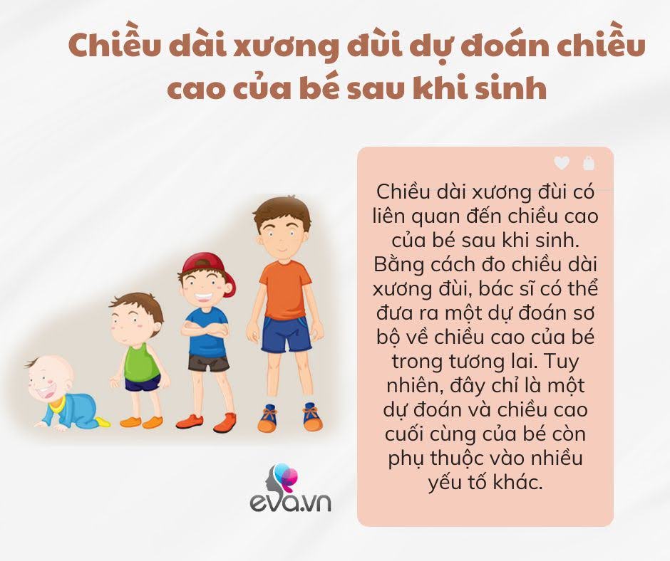 Chân con có dài như siêu mẫu hay không, mẹ cần biết rõ 4 yếu tố ảnh hưởng đến chiều dài xương đùi của thai nhi - 2