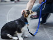 Lifestyle - Nên dắt chó đi dạo trước hay sau bữa ăn thì tốt hơn? Nếu làm sai có thể khiến thú cưng của bạn gặp họa mất mạng