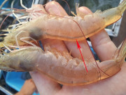 Bếp Eva - Mua tôm, thấy có những dấu hiệu này "né" ngay lập tức, dù rẻ như cho cũng đừng mua kẻo hại thân