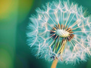 Eva tám - 5 việc nhỏ giúp người khôn ngoan thu hút tiền bạc, tăng may mắn