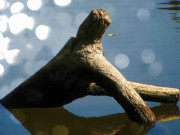 Eva tám - Siêng năng quyết định vận mệnh, đức hạnh thay đổi cuộc đời