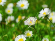 Eva tám - Những người biết cúi đầu, họ thường không đơn giản