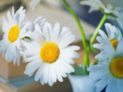 Eva tám - Người khôn ngoan hiểu cách sống tốt nhất gói gọn trong 2 điều này