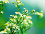 Eva tám - 3 chữ này là phong thủy tốt nhất của một người, mở ra hạnh phúc, bình an