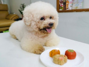 Lifestyle - Độc lạ bánh trung thu dành cho chó mèo