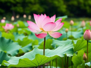 Eva tám - Người có thể sống đơn giản trong thế giới phức tạp này, họ thường không đơn giản