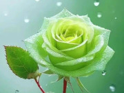 Eva tám - Trắc nghiệm tâm lý: Chọn 1 bông hồng theo cảm xúc của bạn