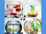 Eva tám - Trắc nghiệm tâm lý: Chọn một bể cá và xem may mắn nào sắp đến với bạn?