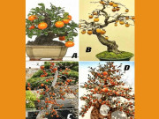 Eva tám - Trắc nghiệm tâm lý: Chọn một cái cây theo cảm xúc và xem tuổi trung niên của bạn sẽ thế nào