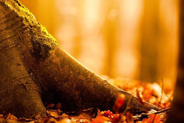 Siêng năng quyết định vận mệnh, đức hạnh thay đổi cuộc đời - 1