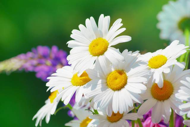 Người khôn ngoan hiểu cách sống tốt nhất gói gọn trong 2 điều này - 2