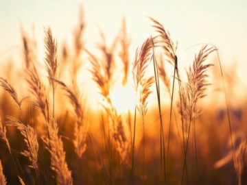 Học được 4 chữ này, mọi sự ắt suôn sẻ, cuộc đời ắt hạnh phúc!