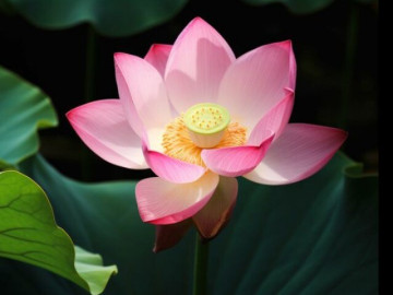 Cuộc sống một người có tốt hay không, nhìn điểm này là rõ