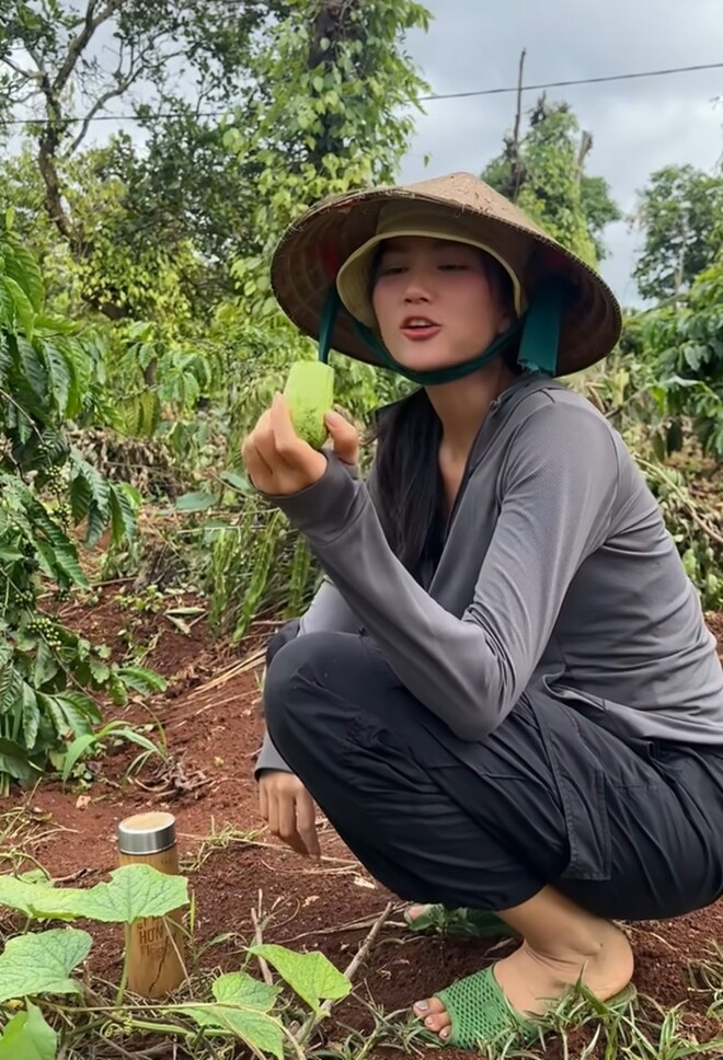 Vừa hái là H’Hen Niê ăn ngay tại rẫy. Hoa hậu Hoàn vũ Việt Nam cho biết đây là trái ngon rất ngon và ngọt.