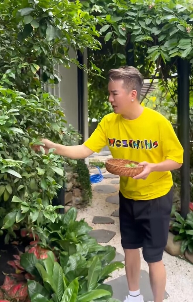 Mr Đàm giới thiệu: “Đây là cây chanh ngàn trái”. Cây chanh nhà Đàm Vĩnh Hưng cho ra rất nhiều trái, khá to và đều.