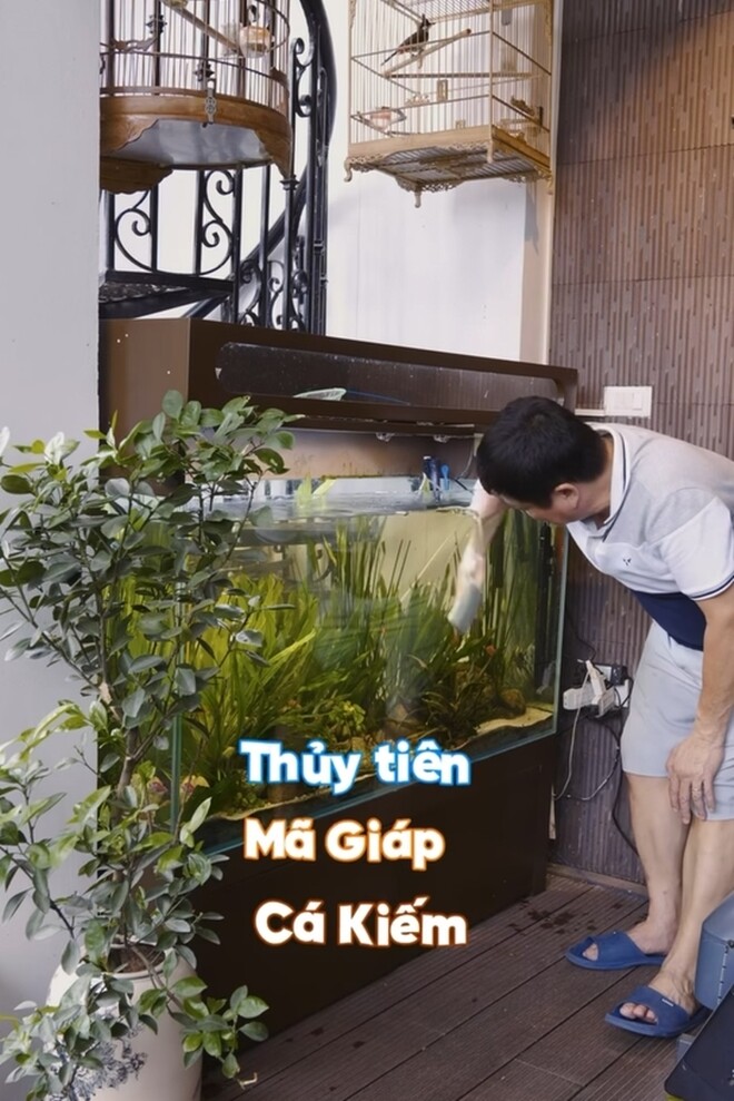 Tuy nhiên những giống cá Chí Trung nuôi lại khá rẻ.