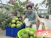Nhà đẹp - Trọng Tấn ráo riết thu hoạch sớm bưởi trên sân thượng biệt thự ở Hà Nội để tránh bão Yagi