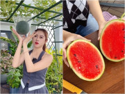 Nhà đẹp - TikToker thu hoạch dưa hấu ngọt lịm hút hàng trăm nghìn lượt thích: Đây là 7 lưu ý khi trồng dưa hấu trên sân thượng