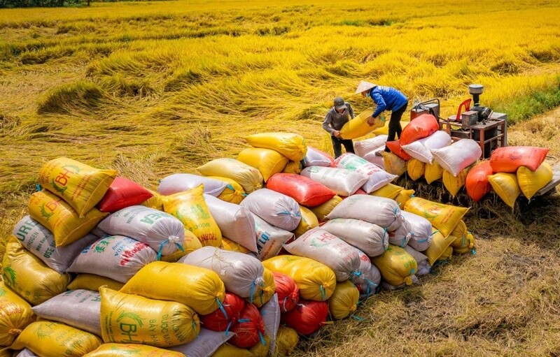 Lúa gạo là ngành sản xuất truyền thống và quan trọng của nước ta, tạo ra thu nhập cho hàng chục triệu nông dân. Việt Nam luôn đạt được nhiều thành tựu lớn trong sản xuất lúa gạo, giữ vững vị trí là một trong những nước xuất khẩu gạo hàng đầu thế giới.
