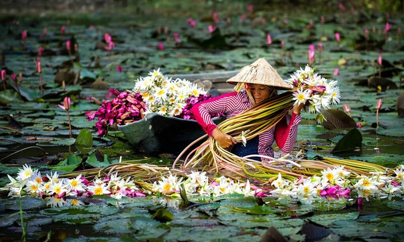 Trong hàng loạt những nghề dân dã của người dân miền Tây thì hái “bông súng ma” mùa nước nổi là một trong những công việc gắn bó lâu đời. Bởi hoa chỉ nở rộ vào ban đêm nên công việc hái bông súng thường diễn ra vào lúc nửa đêm cho đến tận khi mặt trời lên. 
