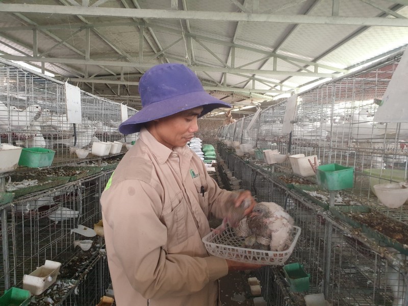 Chị nông dân ở Thanh Hóa thoát nghèo nhờ nuôi con vật amp;#34;ăn, chơiamp;#34; trong lồng rồi đẻ, bỏ túi 200 triệu đồng/năm - 4