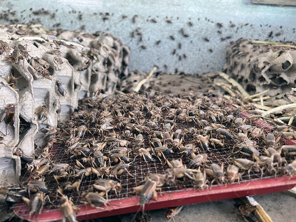 Nuôi loài vật tí hon lại kêu vang nhà, anh nông dân ở Vĩnh Long nhẹ nhàng thu lãi 500 triệu đồng/năm - 1