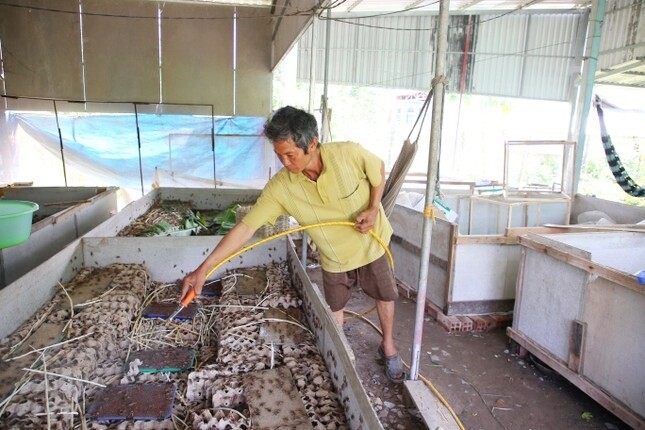 Nuôi loài vật tí hon lại kêu vang nhà, anh nông dân ở Vĩnh Long nhẹ nhàng thu lãi 500 triệu đồng/năm - 3